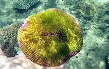 "Danafungia scruposa", Russell Island, Australia