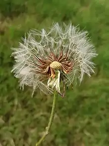 Dandelion in Iran