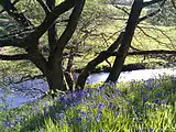Bluebells at Dane-in-Shaw Brook SSI