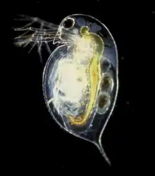 Image 6Daphnia pulex (Cladocera: Daphniidae) (from Branchiopoda)