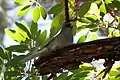 Dark-eyed Junco (Gray-headed Rockies-Great Basin-no bicolored bill) (Junco hyemalis) in Upper Miller Canyon