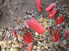 Darwinia hypericifolia in Royal Botanic Gardens, Cranbourne