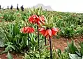 Fritillaria imperialis of Iran