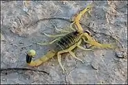 The deathstalker, a scorpion native to Egypt