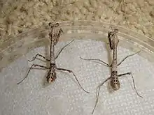 4th instar Deroplatys lobata nymphs. Female on the left and male on the right.