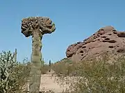 A rare cristate Saguaro cactus.
