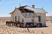 Desert horses at Garub