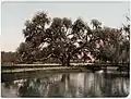 "Washington Oak" (circa 1900), Audubon Park, New Orleans