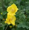Eastern horned poppy (Dicranostigma erectum)