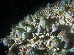 Ascidians Didemnum molle