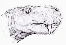 Artist's impression of the head of Dinogorgon rubidgei, based on the holotype skull.