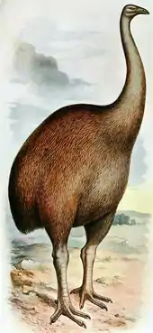 the Giant moa (Dinornis) were the largest new zealander bird ever weighing up to 250 kg (550 lb).