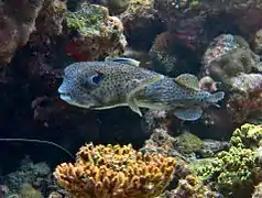 Spot-fin porcupinefish (Diodon hystrix)