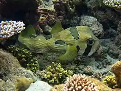 Black-blotched porcupinefish (Diodon liturosus)
