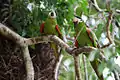 Noble macaws in Mato Grosso, Brazil
