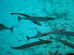 Live sharksucker (Echeneis naucrates)