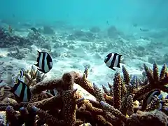 Whitetail dascyllus (Dascyllus abudafur)