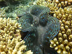 A giant clam (Tridacna sp.)