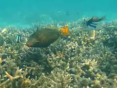 Orange-lined triggerfish (Balistapus undulatus)