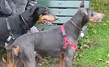One black and one blue Doberman Pinscher