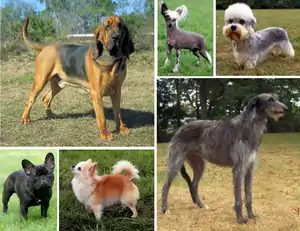 Image 31Montage showing the morphological variation of the dog. (from Dog breed)