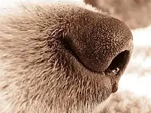 Image 27The highly sensitive nose of a dog. (from Dog anatomy)