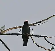 Jayanti in Buxa Tiger Reserve in Jalpaiguri district of West Bengal, India.