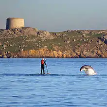 Bottlenose dolphin and a paddler at Dalkey Island