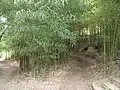 Bamboo grove in the Asian subtropical garden