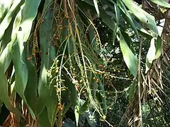 Fruit of D. aletriformis.