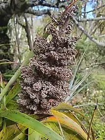 A fruited inflorescence.