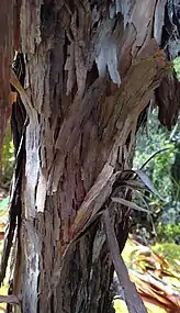 The flaky bark on the trunk.