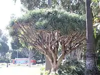 Dragon tree in the Will Rogers Memorial Park in Beverly Hills, California