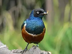Superb starling feeding on a larva