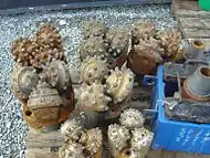 Multiple tricone (carbide) insert bits