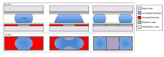 A droplet being split in a digital microfluidic device. Initially, the droplet's has a shape like a spherical section. The charged electrodes on either side pull the droplet in opposite directions, causing a bulb of liquid on either end with a thinner neck in the middle, not unlike a dumbbell. As the ends are pulled, the neck becomes thinner and when the two sides of the neck meet, the neck collapses, forming two discrete droplets, one on each of the charged electrodes.