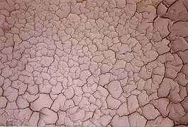 Drying elastic mud in Sicily with mainly 120° cracks