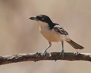 Male D. g. gambensis at Mole National Park, Ghana