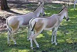 Onager