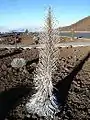 Dying Haleakalā silversword after blooming at Haleakalā National Park, Maui.