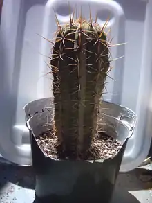 Small spikey cactus