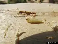 Pupa removed from its pupal chamber.