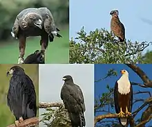 From left to right: golden eagle (Aquila chrysaetos), brown snake eagle (Circaetus cinereus), solitary eagle (Buteogallus solitarius), black eagle (Ictinaetus malaiensis) and African fish eagle (Haliaeetus vocifer).