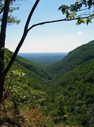 A narrow divide between two steep forest-covered mountainsides viewed from high above, with a tree, branches and leaves framing the view on the top and left. In the rear the land becomes flat, tinted blue at the horizon