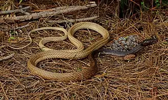 Eastern Coachwhip (Masticophis flagellum flagellum), Florida (14 February 2016)