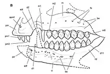 Reconstruction of the skull of Echinodon