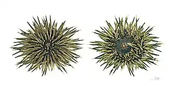 The two sides of the same dried specimen (MHNT)