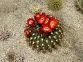 Echinopsis bruchii