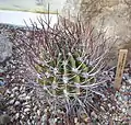 Echinopsis ferox c-3311