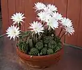 Echinopsis oxygona